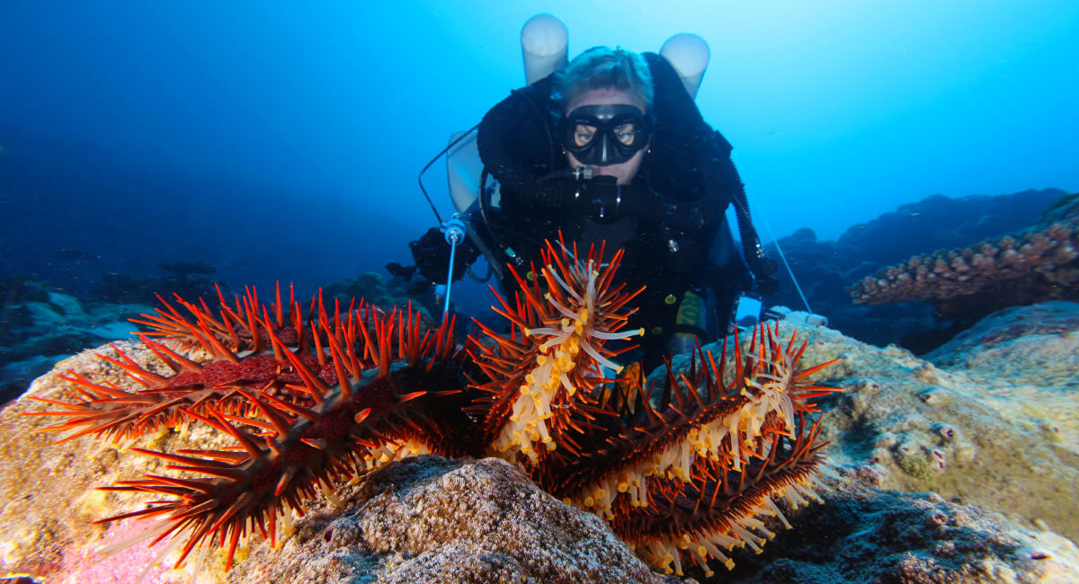noaa diver injects a crown-of-thorns starfish in the water