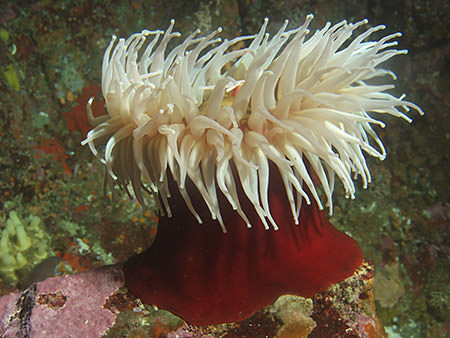 Fish eating sea anemone