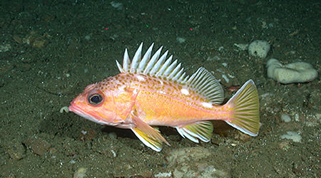 Greenspotted rockfish