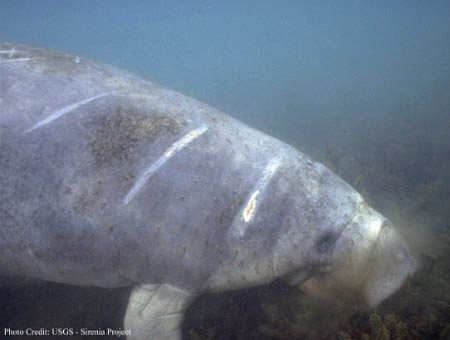 manatee with boat propellor scars