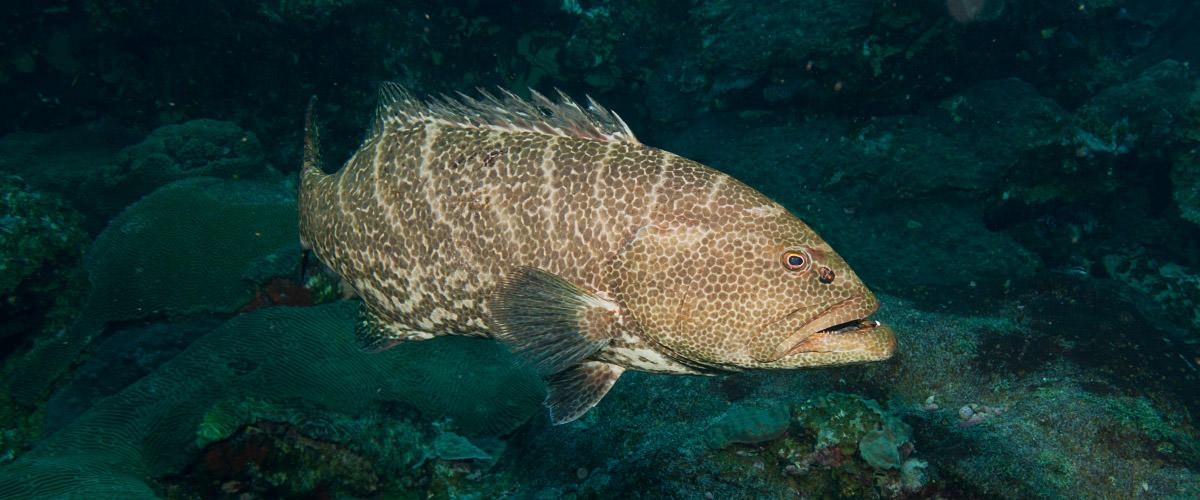 tiger grouper swimming