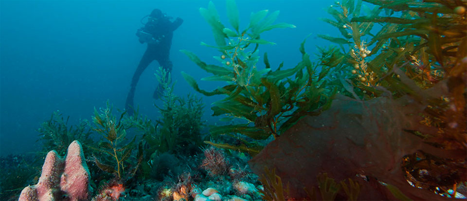 photo of diver and coral and algae