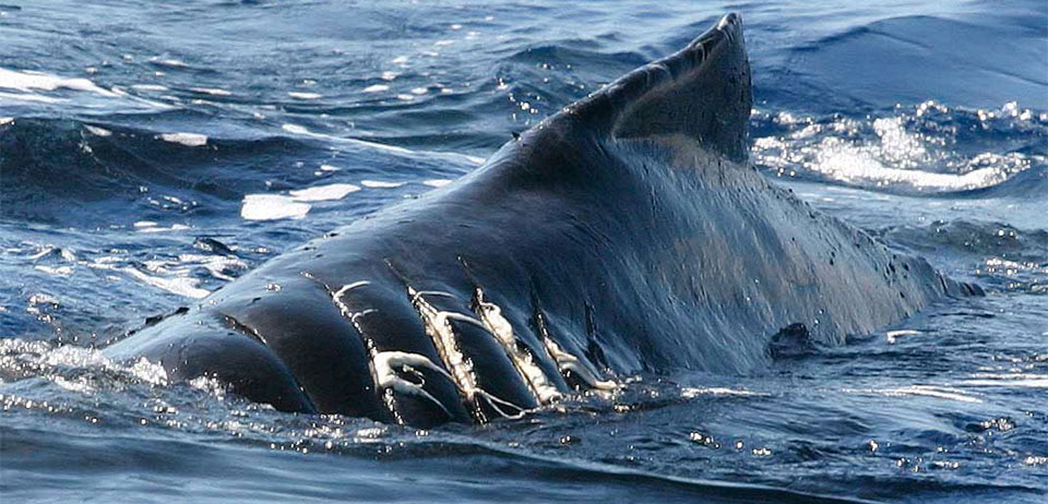 Ship strike scars on whale
