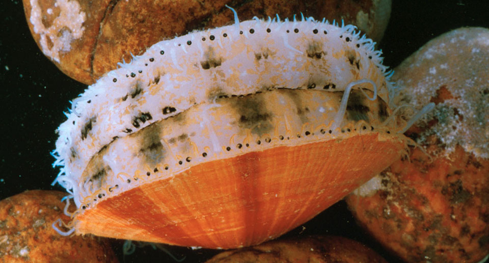 close up of a scallop