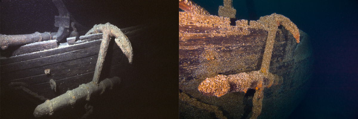 Invasive quagga mussels on shipwreck after