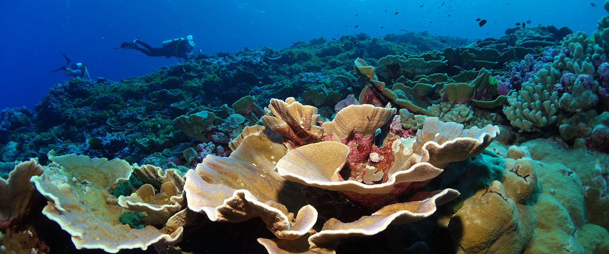 A vibrant coral reef off Swains Island in the National Marine Sanctuary of American Samoa