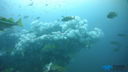 photo of ituna bow underwater