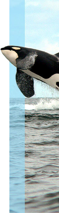 olympic coast orca