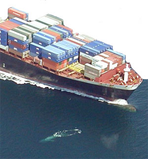 a near miss between a tanker ship and a whale