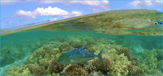 NWHI underwater fish photo