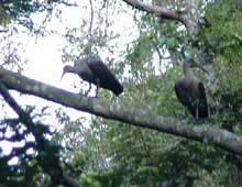 African ibis