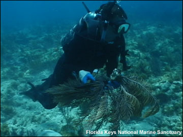 Diver swimming toward coral tranplant area underwater.