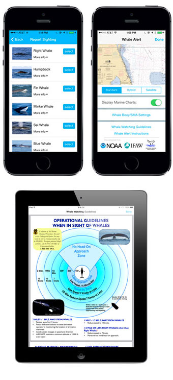 photo of whale alert on ipad and iphone