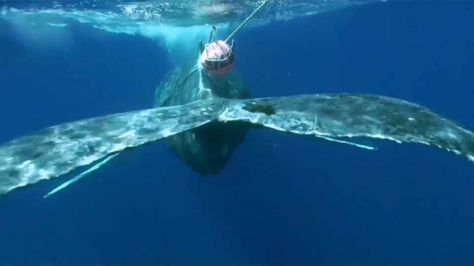 whale tangled in fishing equipment