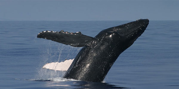 hawaiin islands humpback whale national marine sanctuary