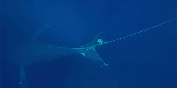 humpback whale entangled in marine debris