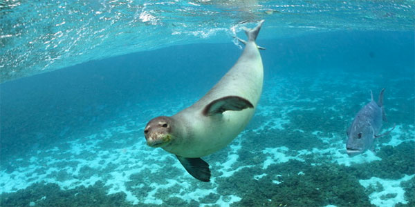 monk seal and fish under water