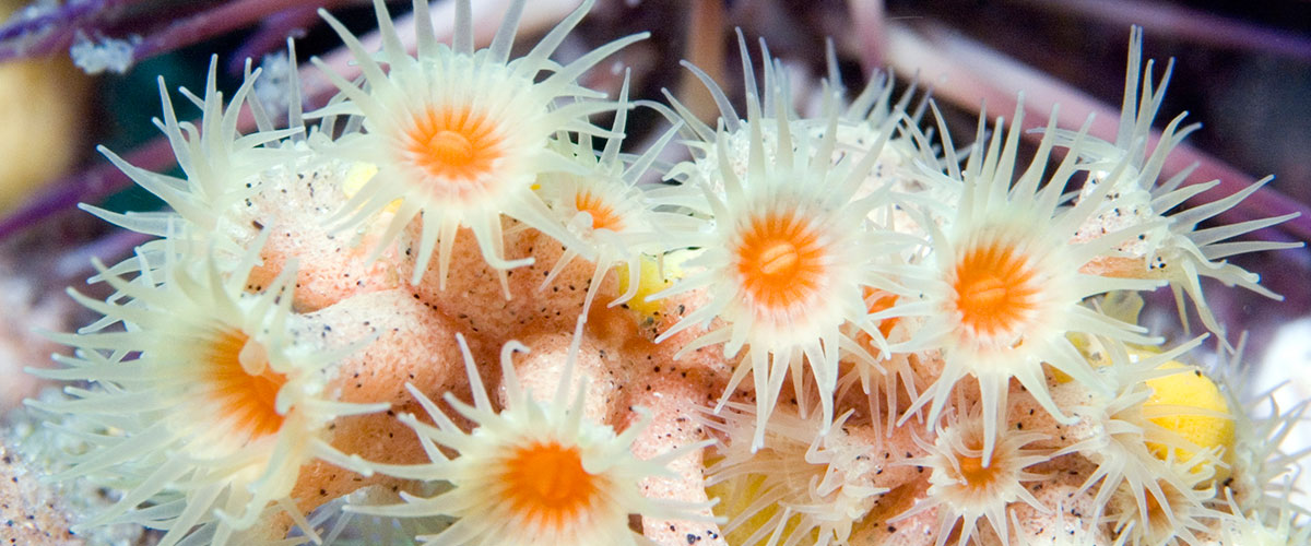pictures of anemones up close