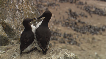 two common murres sitting on a rock