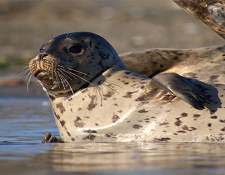 close up of a harbor seal