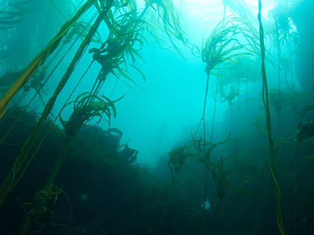 view of kelp forest, looking up to the surface