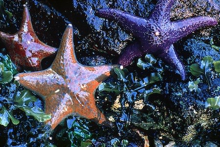 close up of sea stars