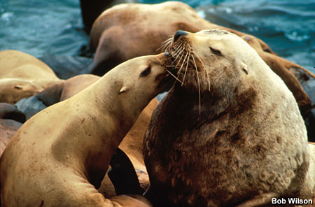 steller sea lions resting on the beach