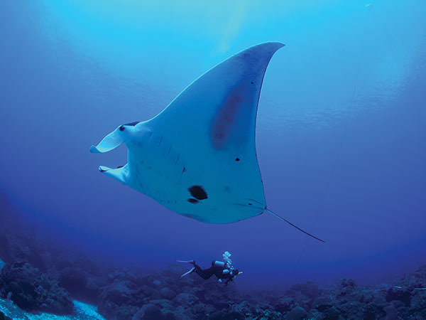 diver swimming near a ray