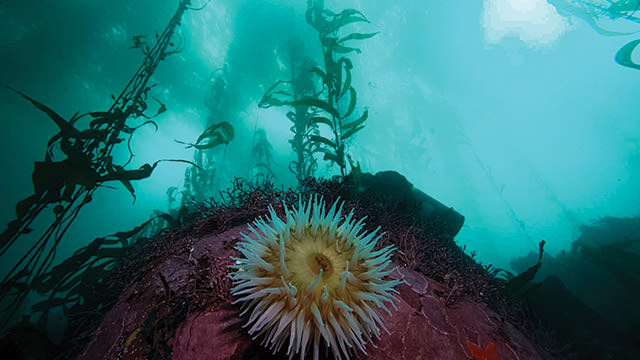 anemone in the monterey national marine sanctuary