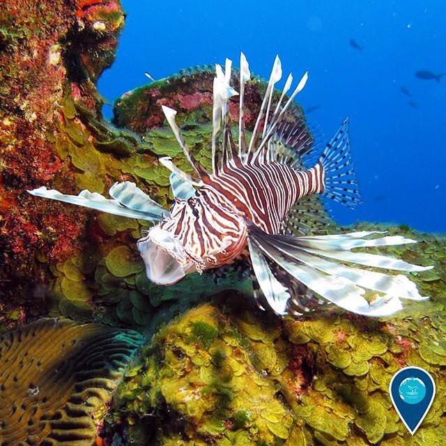lionfish swimming near a coral reef