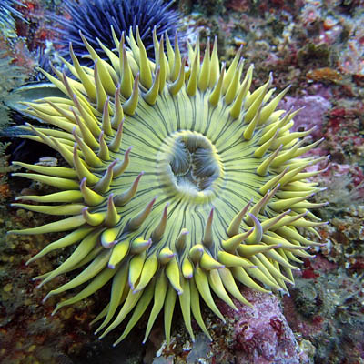 photo of an anemone that is very colorful