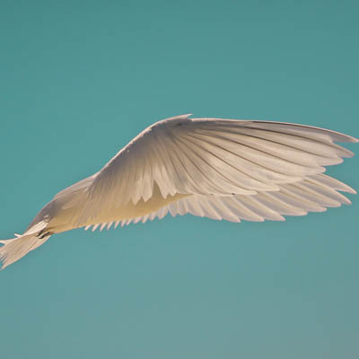 photo of a white bird in flight with wings forward over body