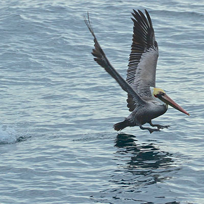 photo of a pelican taking off