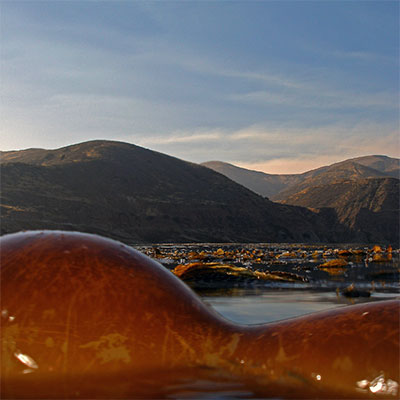 photo of a bull kelp with mountains in the background