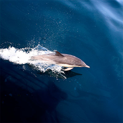 photo of a common dolphin