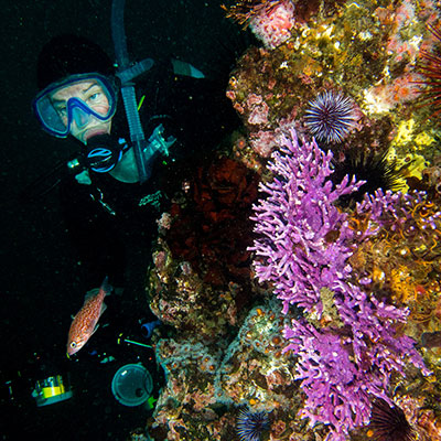 photo of a diver and purple hydrocoral