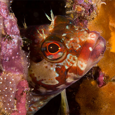 photo of a colorful fish close up
