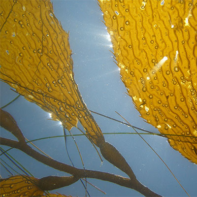 photo of a close up of giant kelp