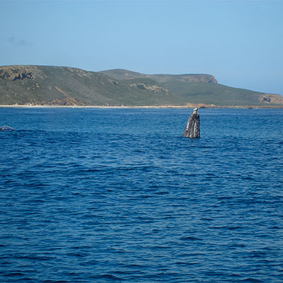 photo of a gray whale breaching