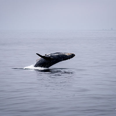 photo of a humpback