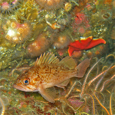 photo of a juvenile rockfish