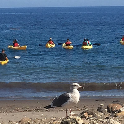 photo of a seagul up close and kayakers in the back