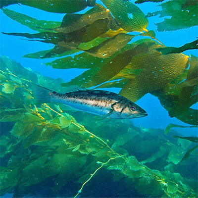 photo of a kelp and a fish
