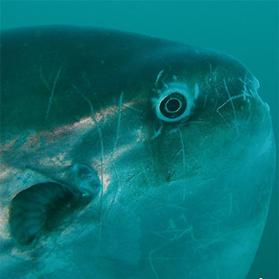 photo of a mola mola