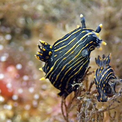 photo of 2 nudibranchs