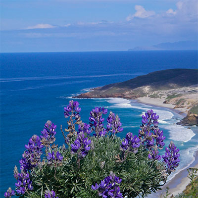 photo of a beatiful blue flower bush with cliffs and shore in the background