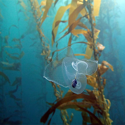 photo of a jellyfish or sea butterfly
