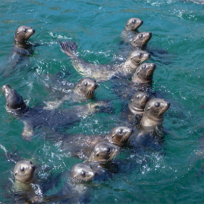 photo of sea lion pups