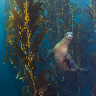 photo of a sea lion and kelp