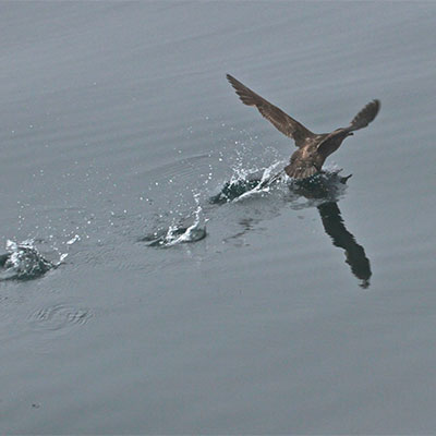 photo of a sooty shearwater landing on water
